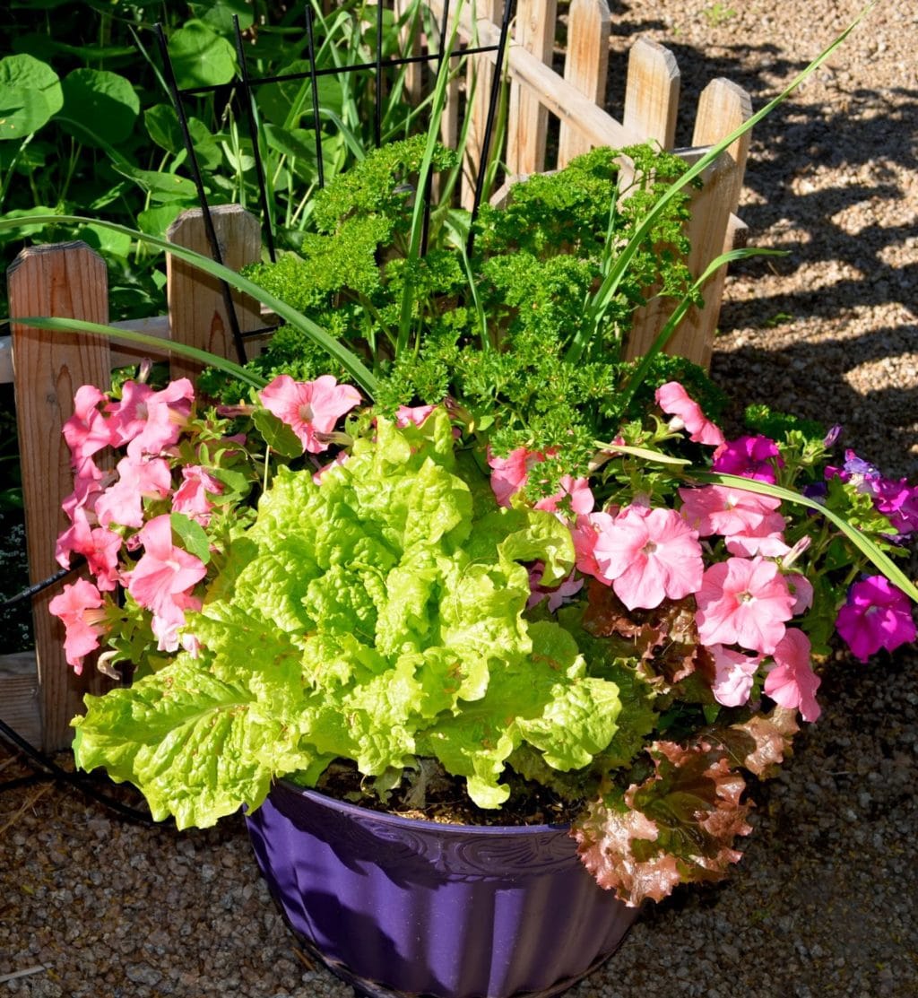 Leaf lettuce, garlic, parsley growing along side petunias