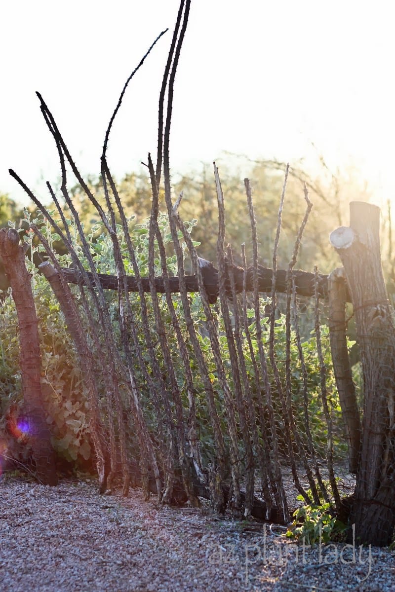 Gate made from old Ocotillo canes and tree branches