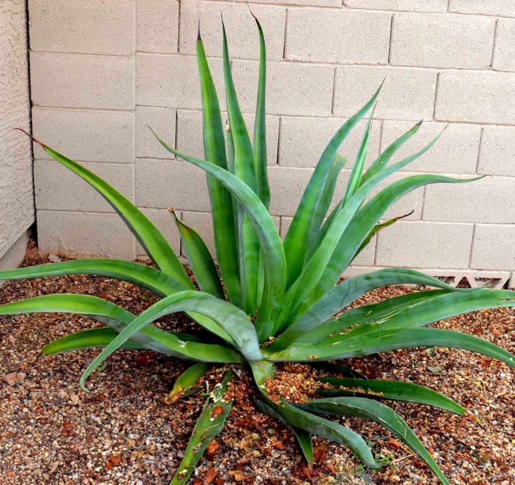 octopus agave perennials and succulents