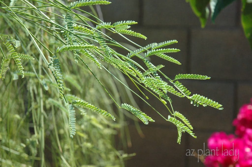 Palo Blanco (Acacia willardiana) tree