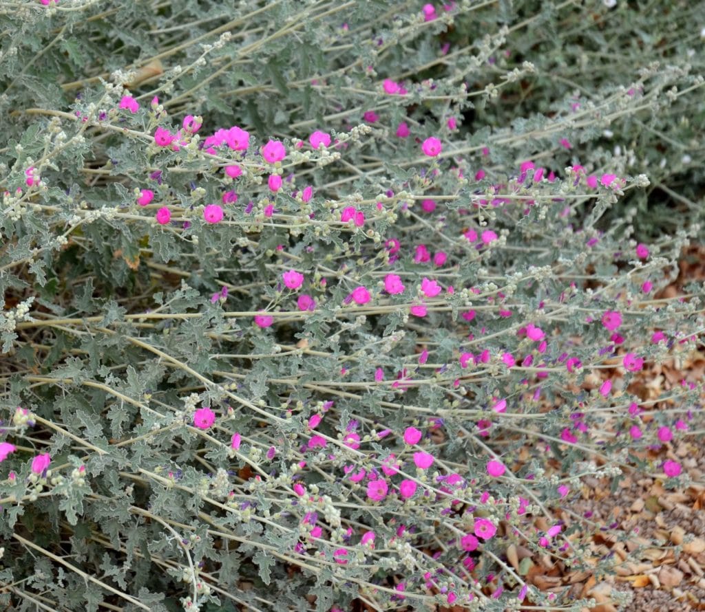 pink globe mallow perennials and succulents