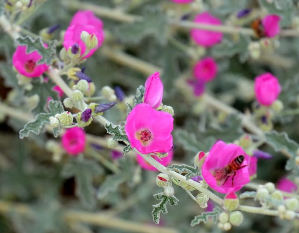 hot pink globe mallow perennials and succulents