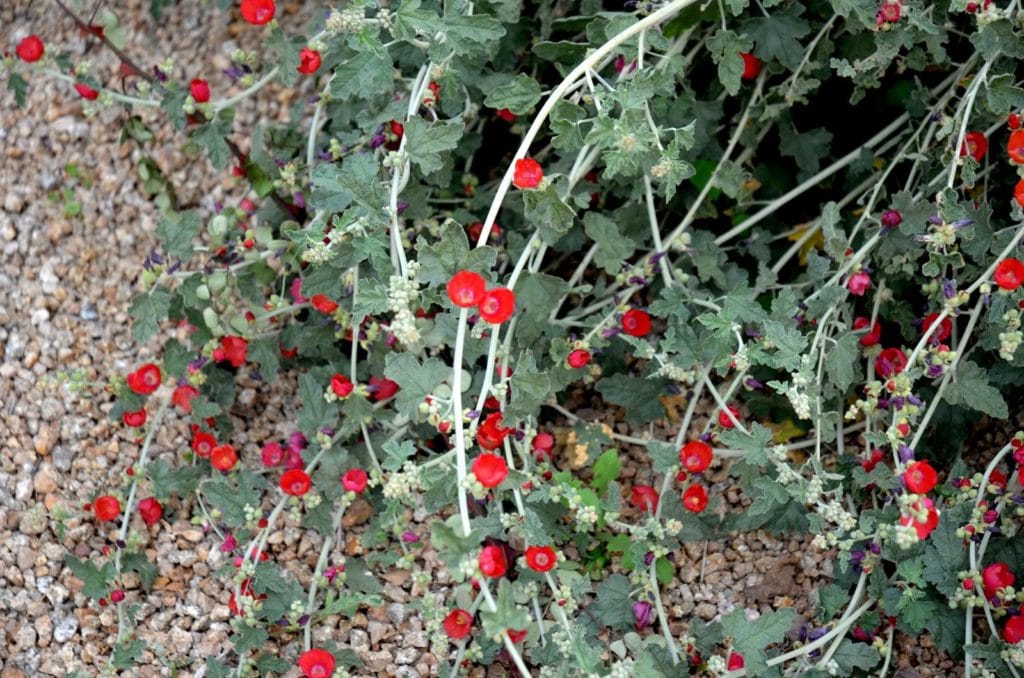 red globe mallow perennials and succulents