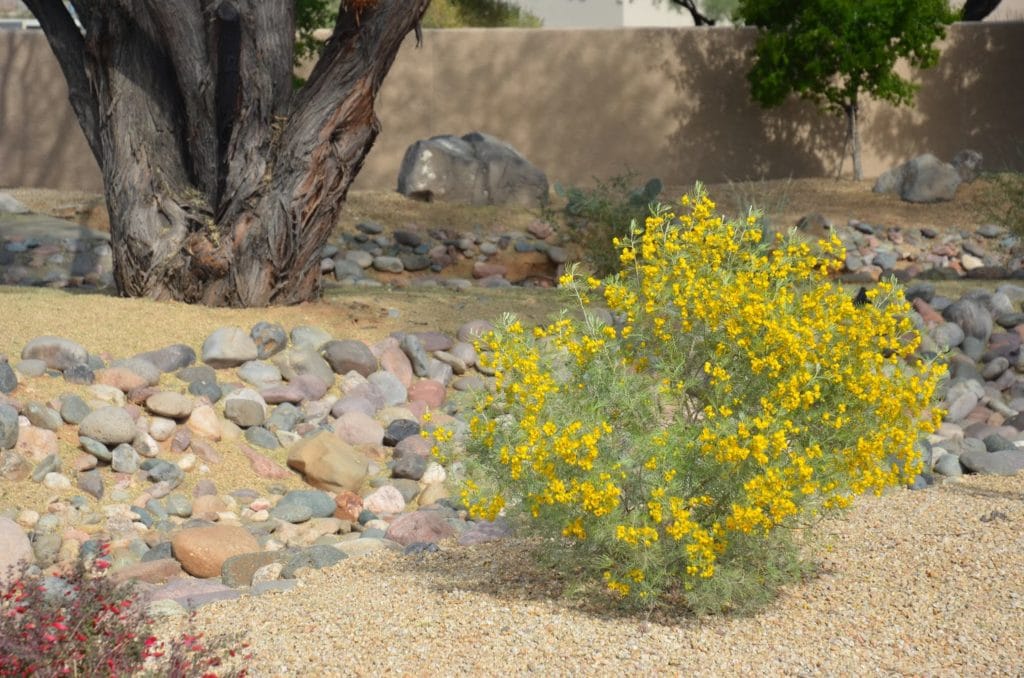 Feathery Cassia (Senna artemisoides)