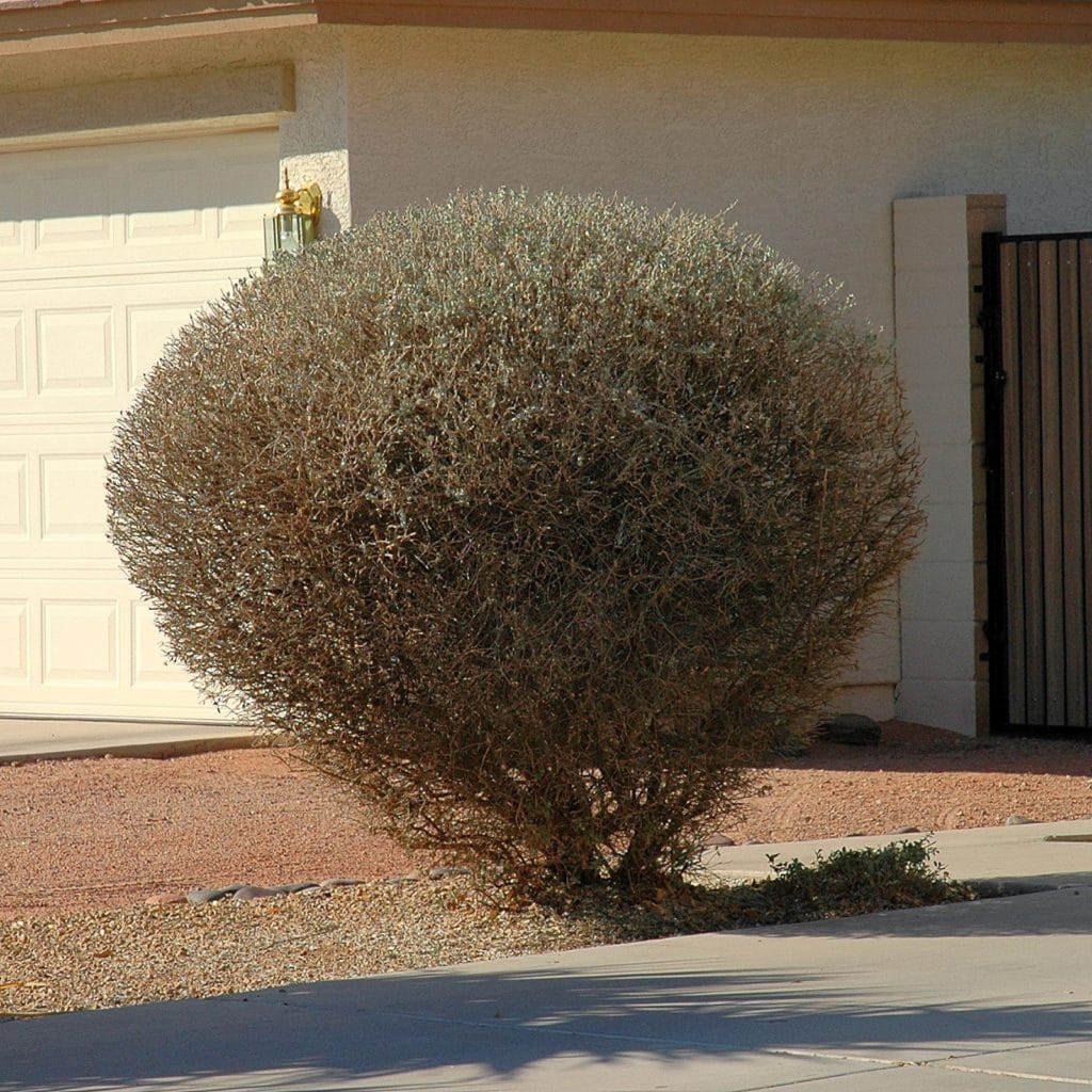 over-pruned shrub