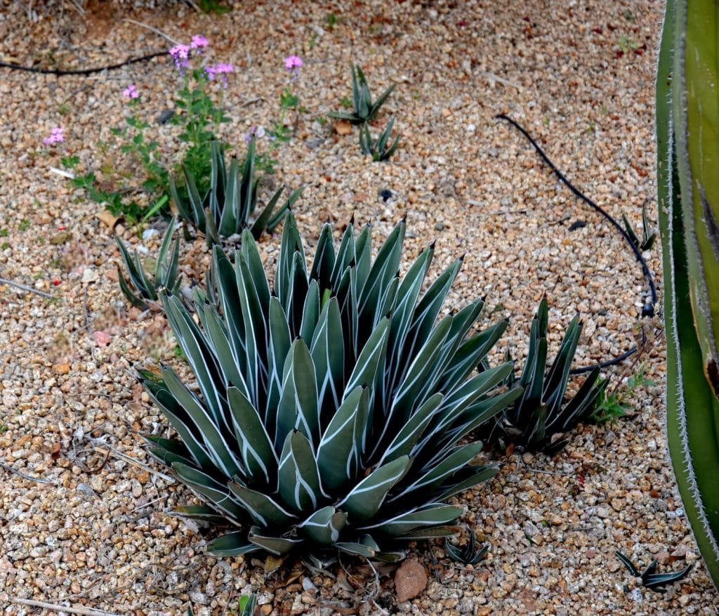 Victoria agave (Agave victoria-reginae) 