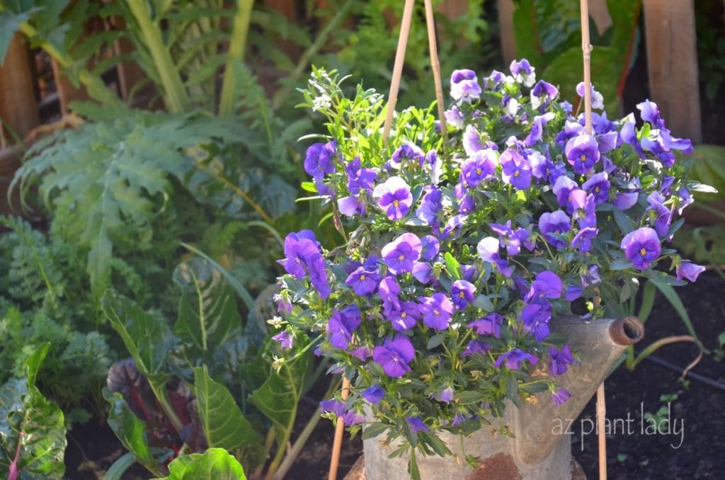 vegetable garden