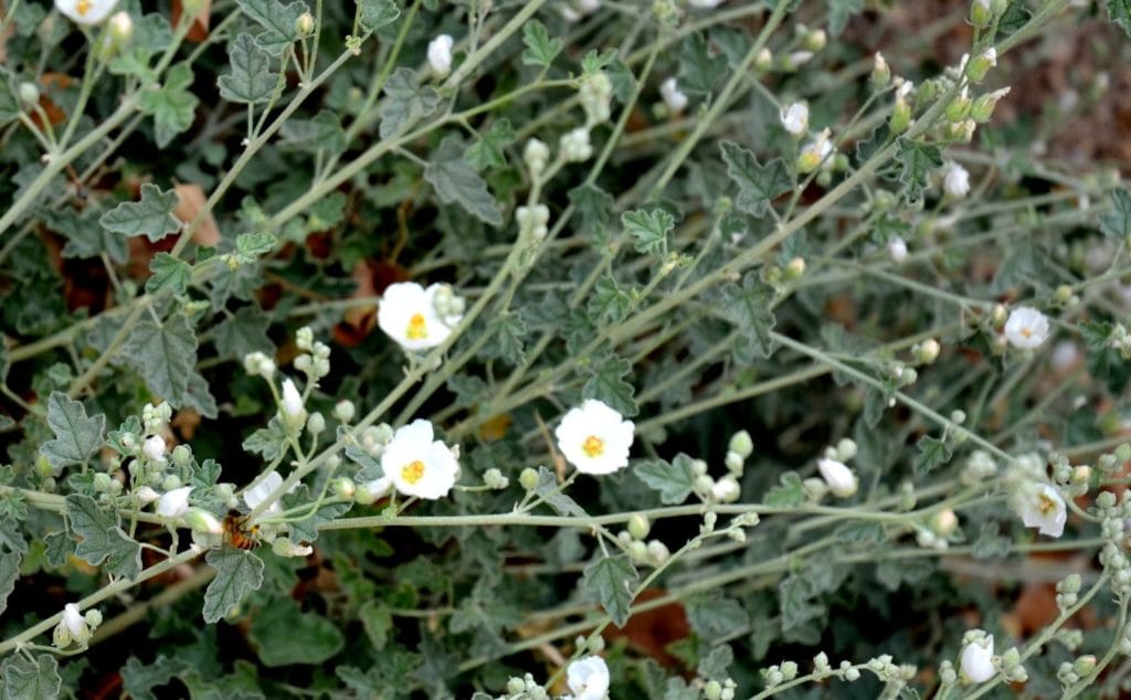 white globe mallow flowers perennials and succulents