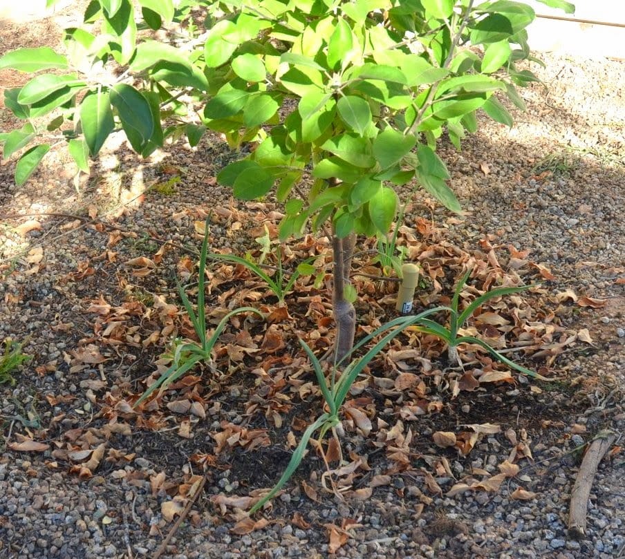 apple trees