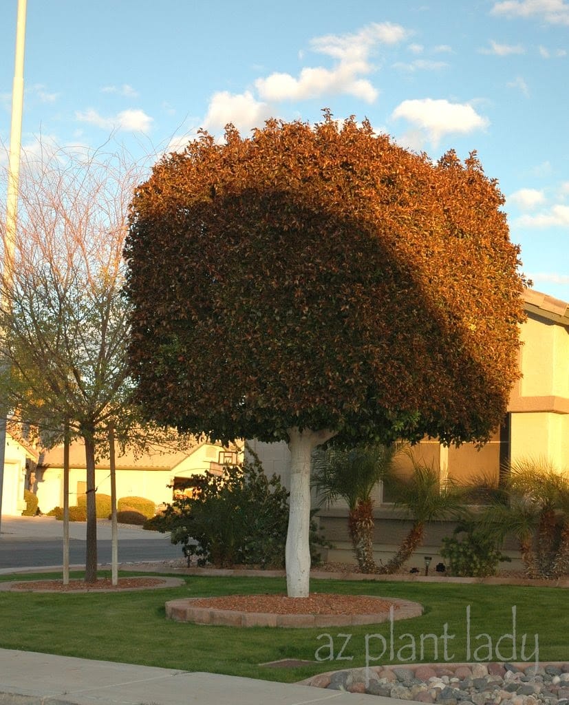 frost-damaged plants