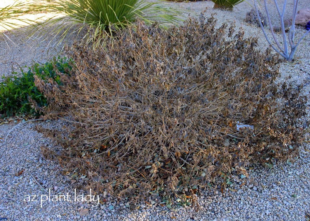 Frost-damaged bush lantana