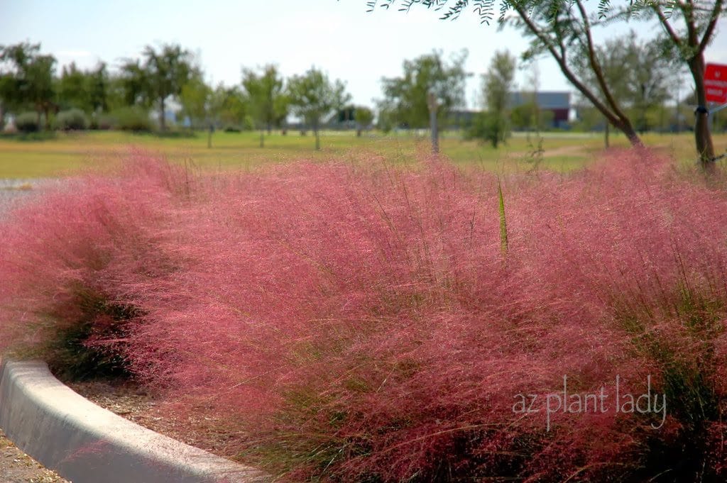 Pink Muhly