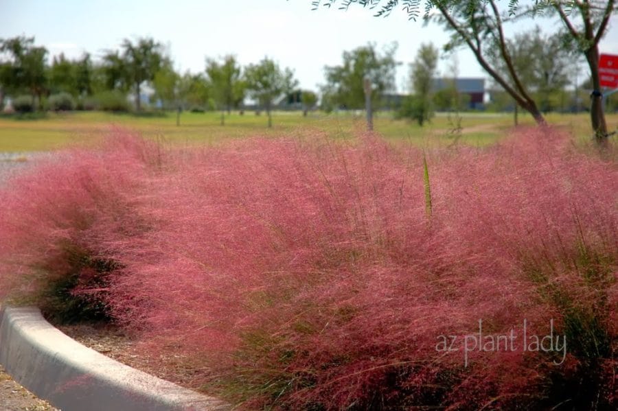 Pink Muhly (Muhlenbergia capillaris)