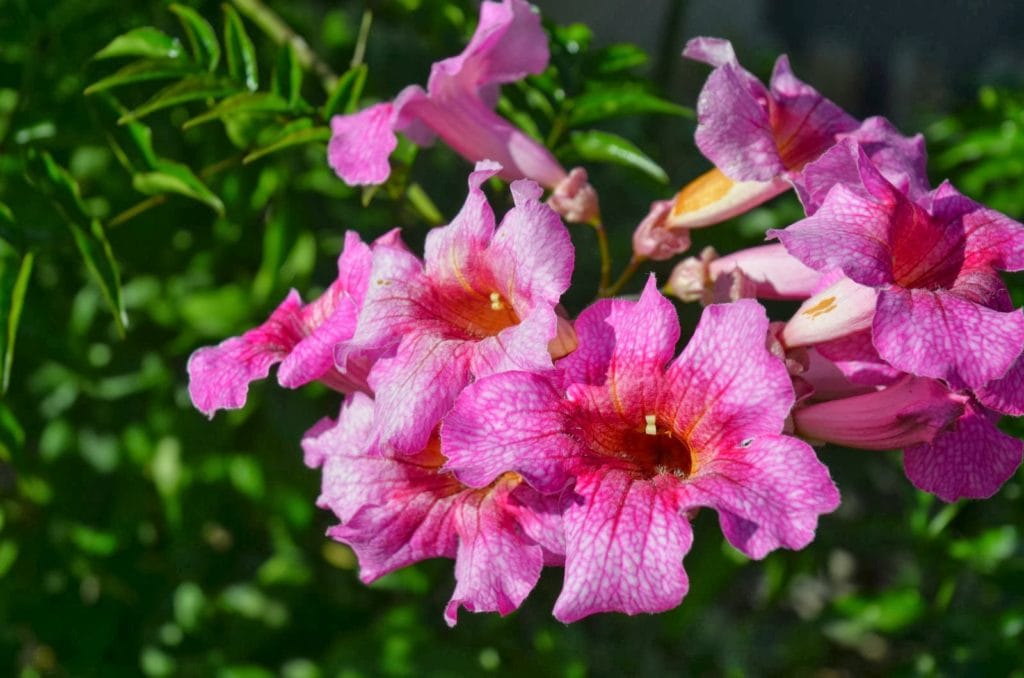 pink trumpet vine (Podranea ricasoliana)