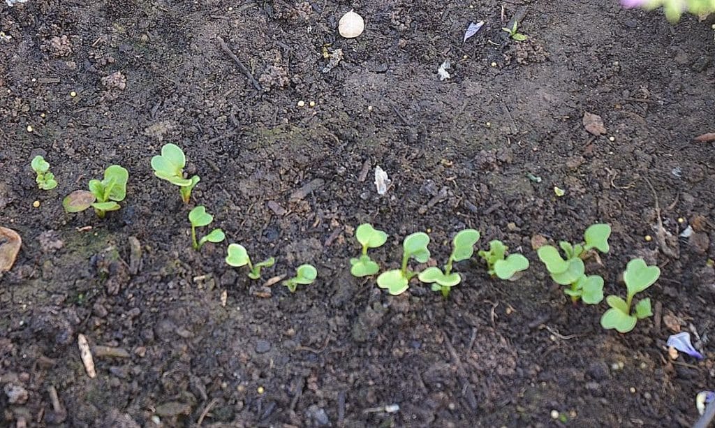 My Spring Garden in Winter