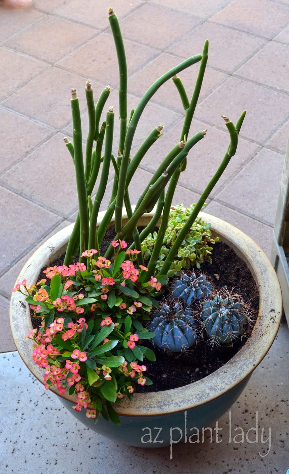 Crown-of-Thorns, Lady's Slipper, Elephant's Food and a cactus