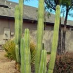 Mexican Fence Post