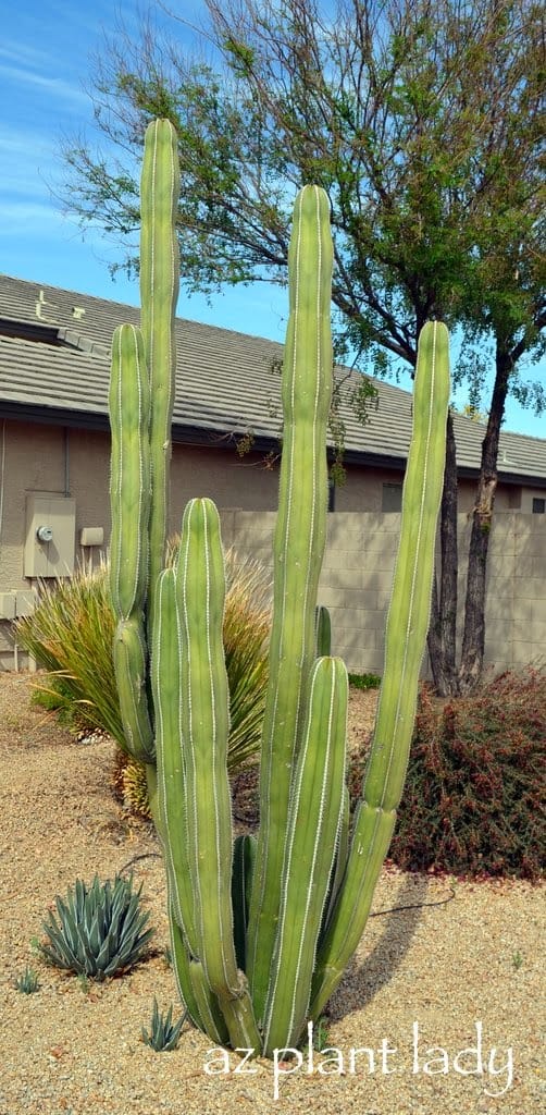 Mexican Fence Post