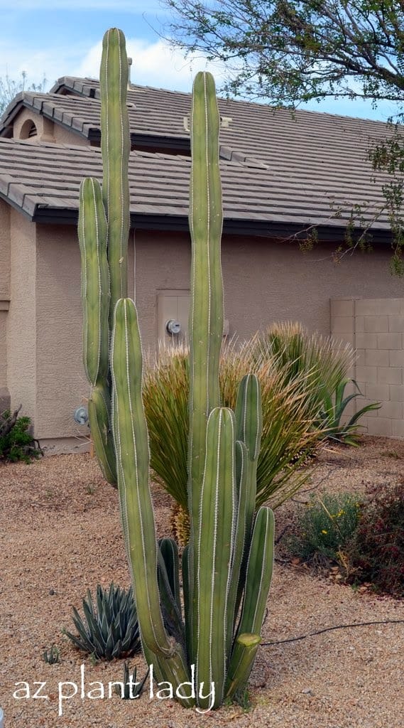 totem pole cactus in the garden