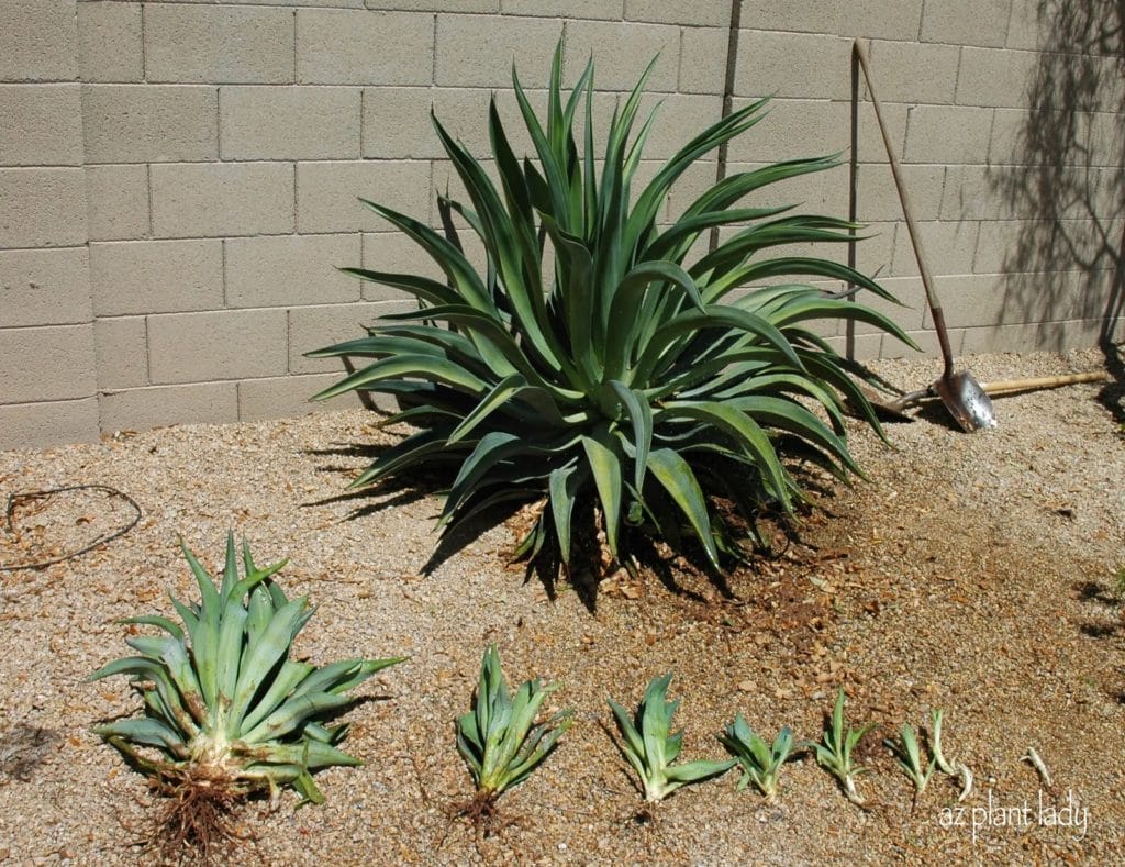 Octopus agave