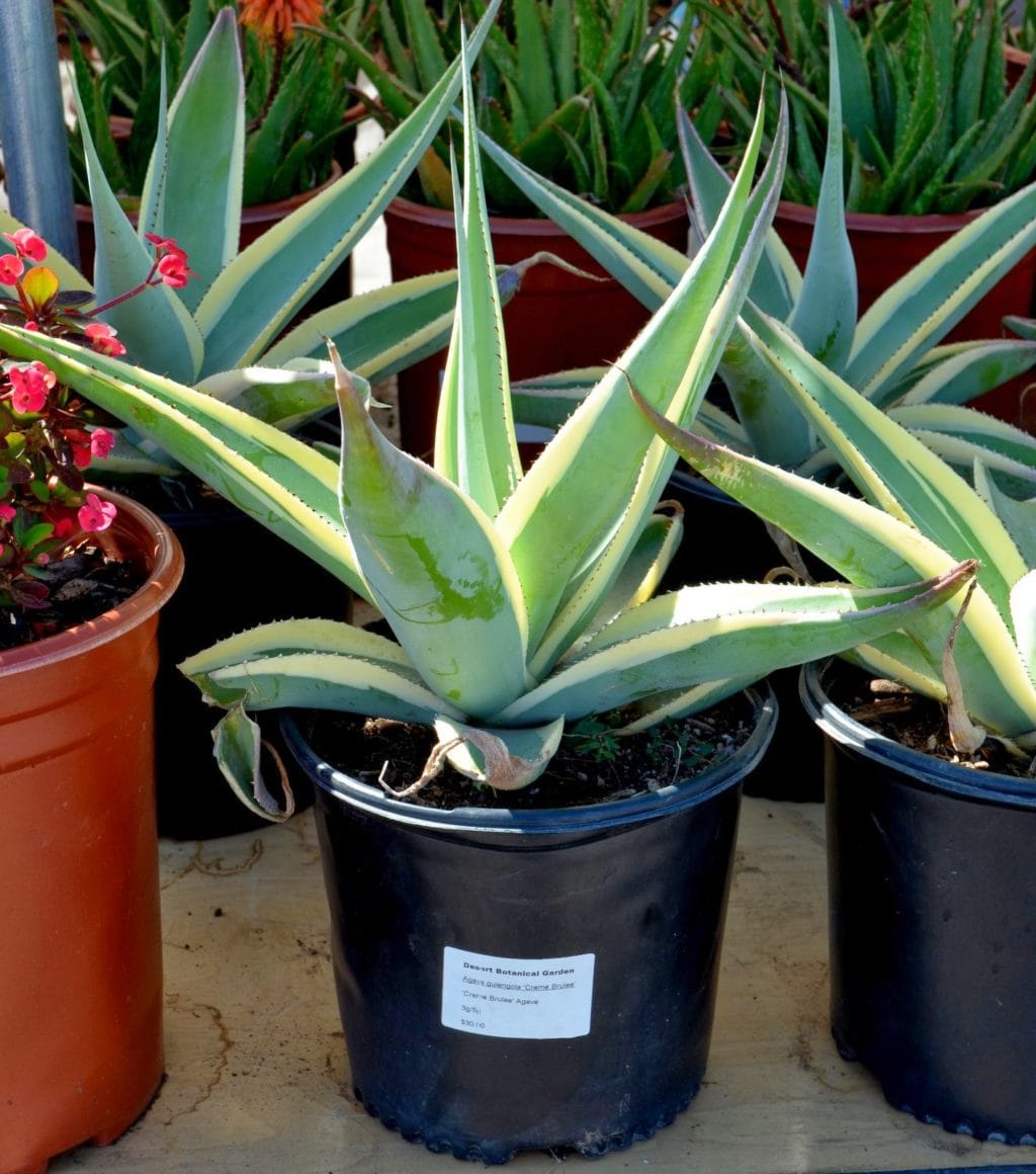 Agave guiengola 'Creme Brulee'