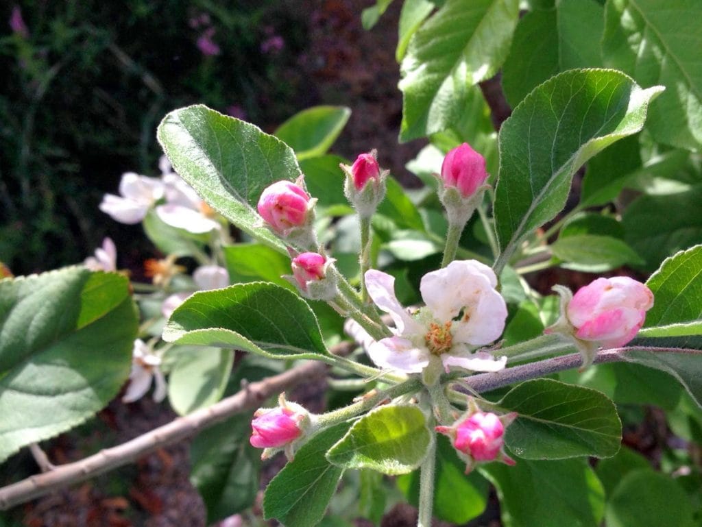 Pruning Spring Garden 