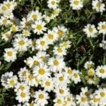 Blackfoot Daisy