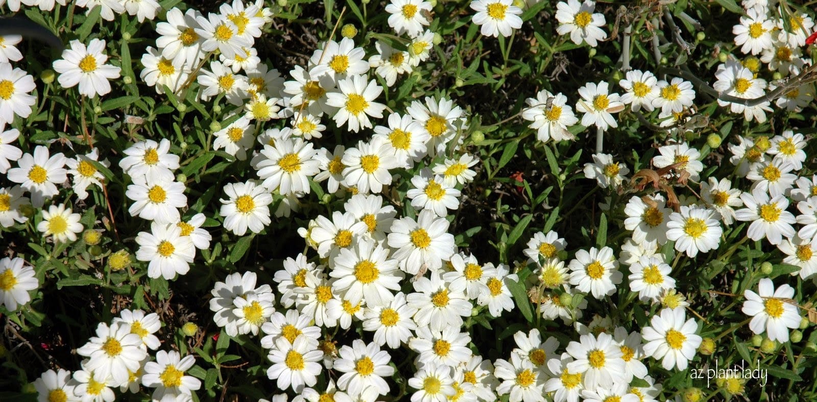 Blackfoot Daisy