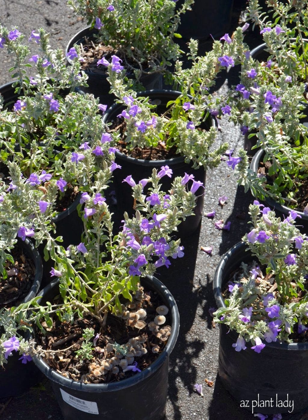 Blue Bells (Eremophila hygrophana)