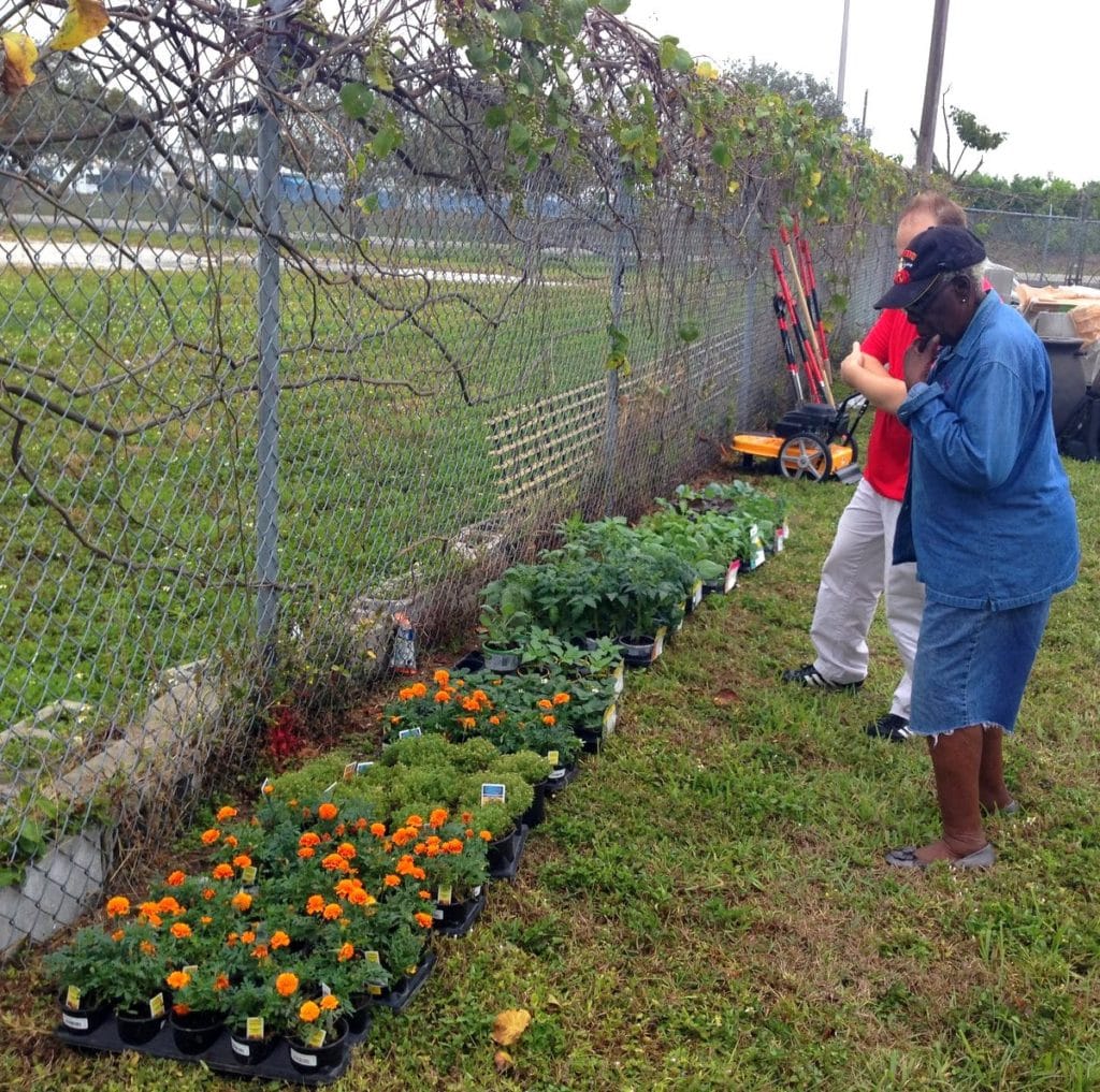 Creating a Community Garden In a Tropical Place...