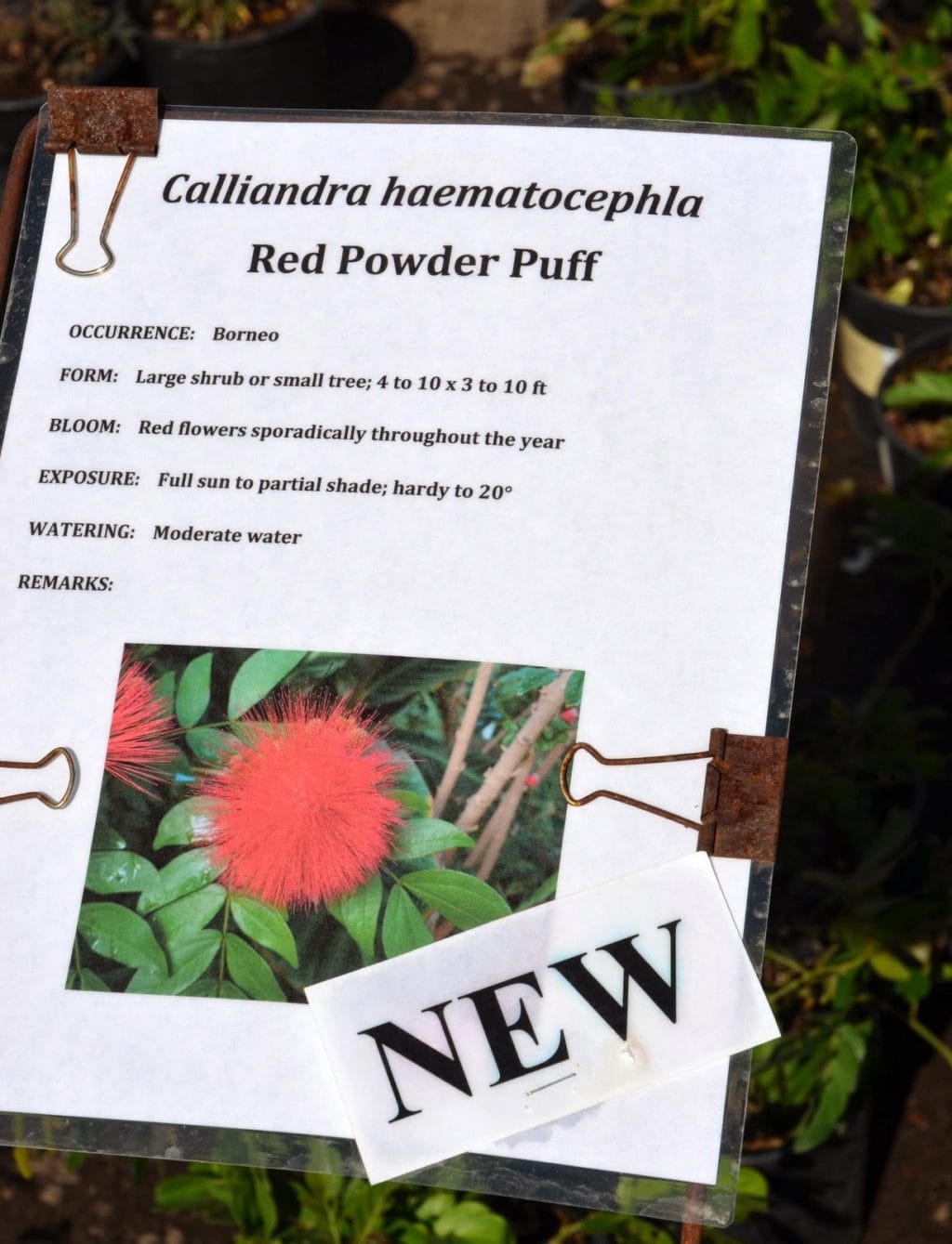 Red Powder Puff (Calliandra haematocephla)