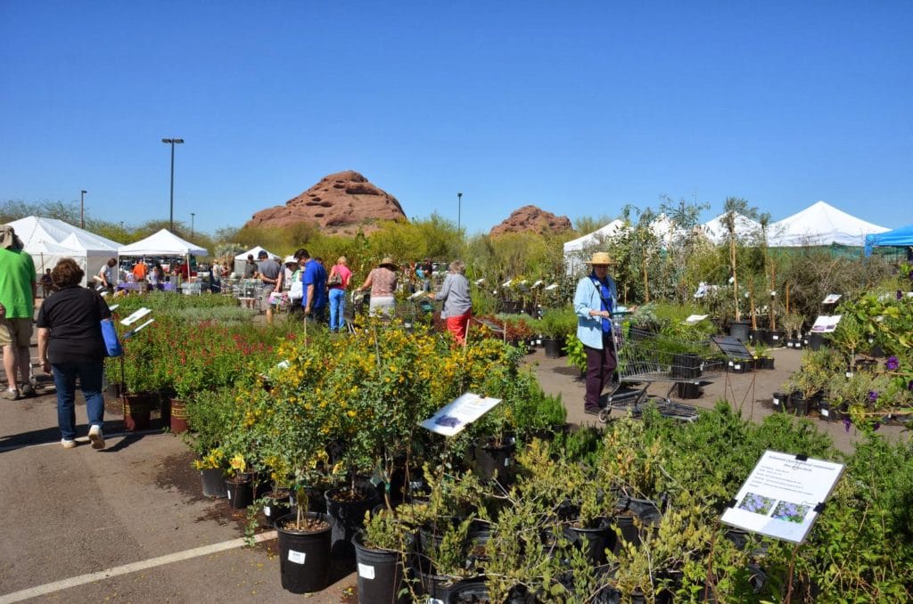 Shopping for Succulents, Desert Botanical Garden Plant Sale