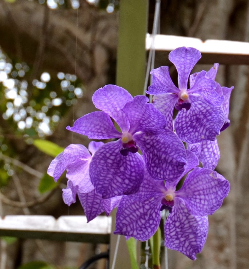 beautiful gardens of Vizcaya