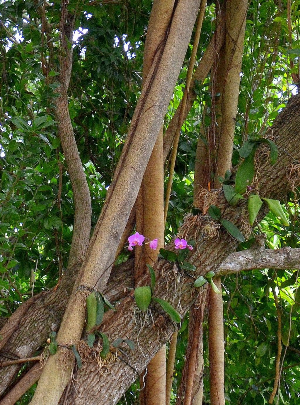 beautiful gardens of Vizcaya