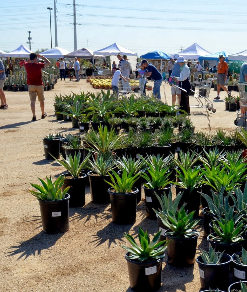 Desert Botanical Garden, My husband and kids wait patiently at the end of the agave aisle for me