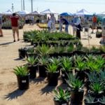 Desert Botanical Garden