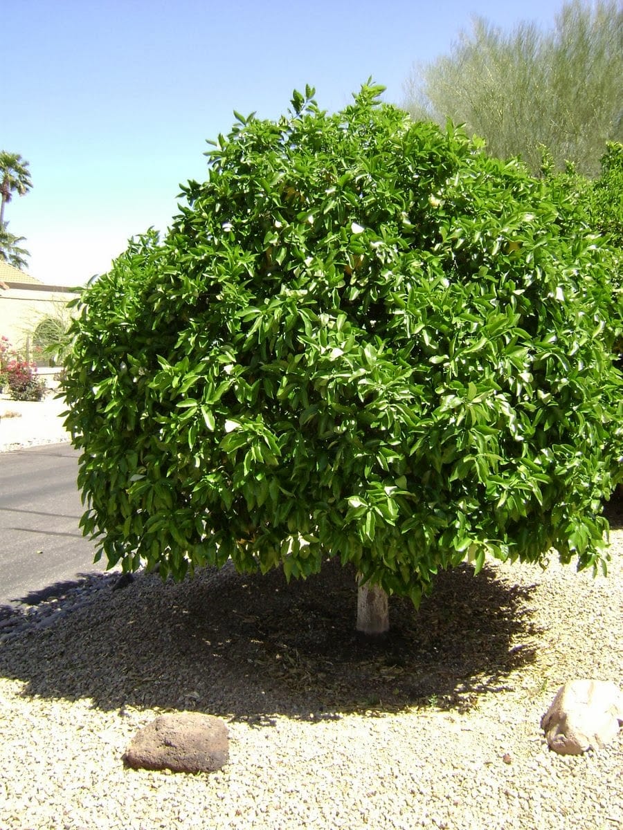Citrus trees with full rounded growth