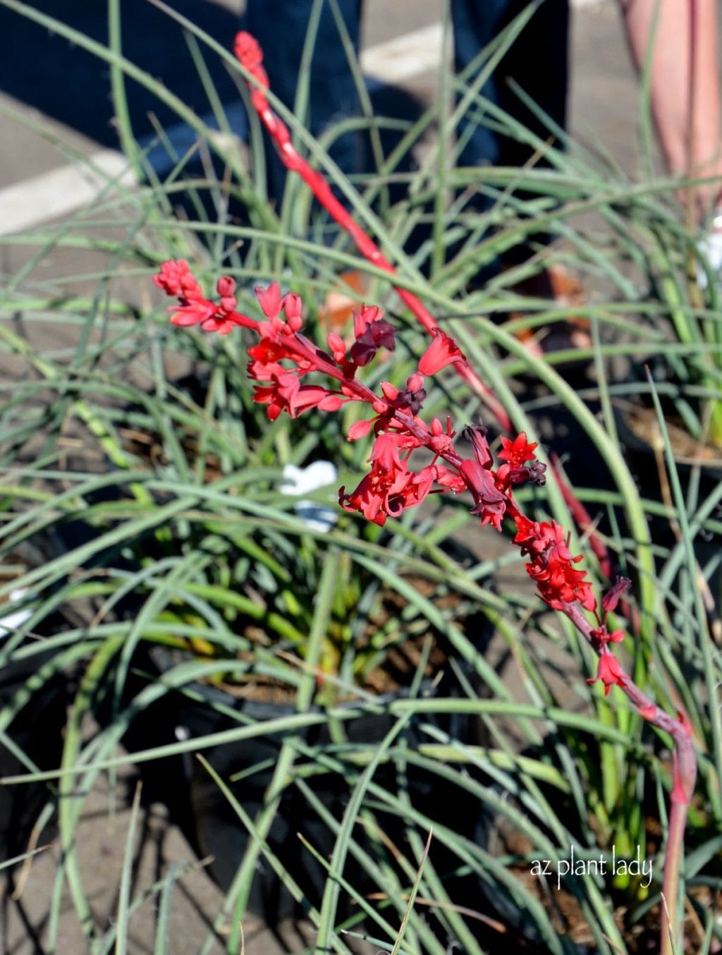 'Brake Light' Red Yucca (Hesperaloe parviflora 'Brake Light')
