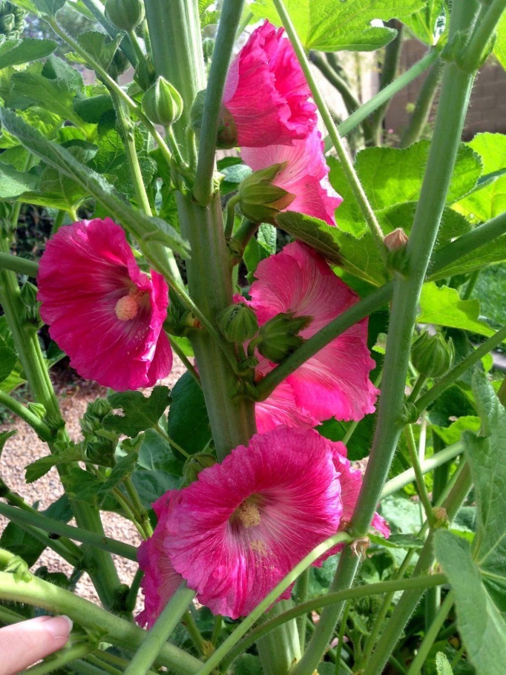 Pruning Spring Garden 