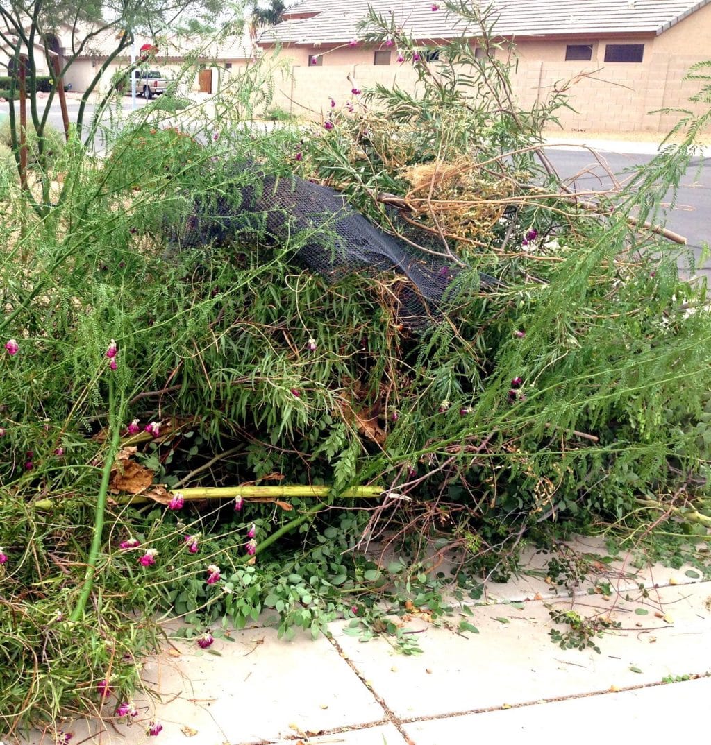 Branches and clippings from the late summer's pruning