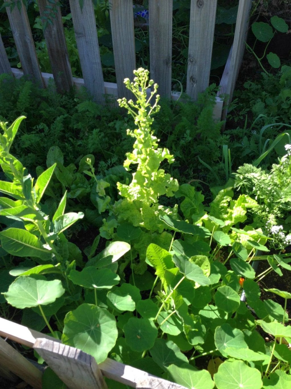 younger leaf lettuce