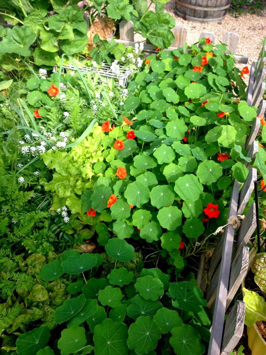 Pruning Spring Garden 