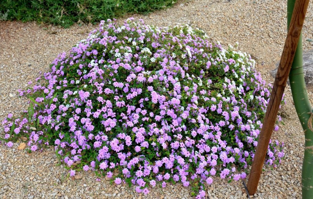 Pruning Spring Garden 