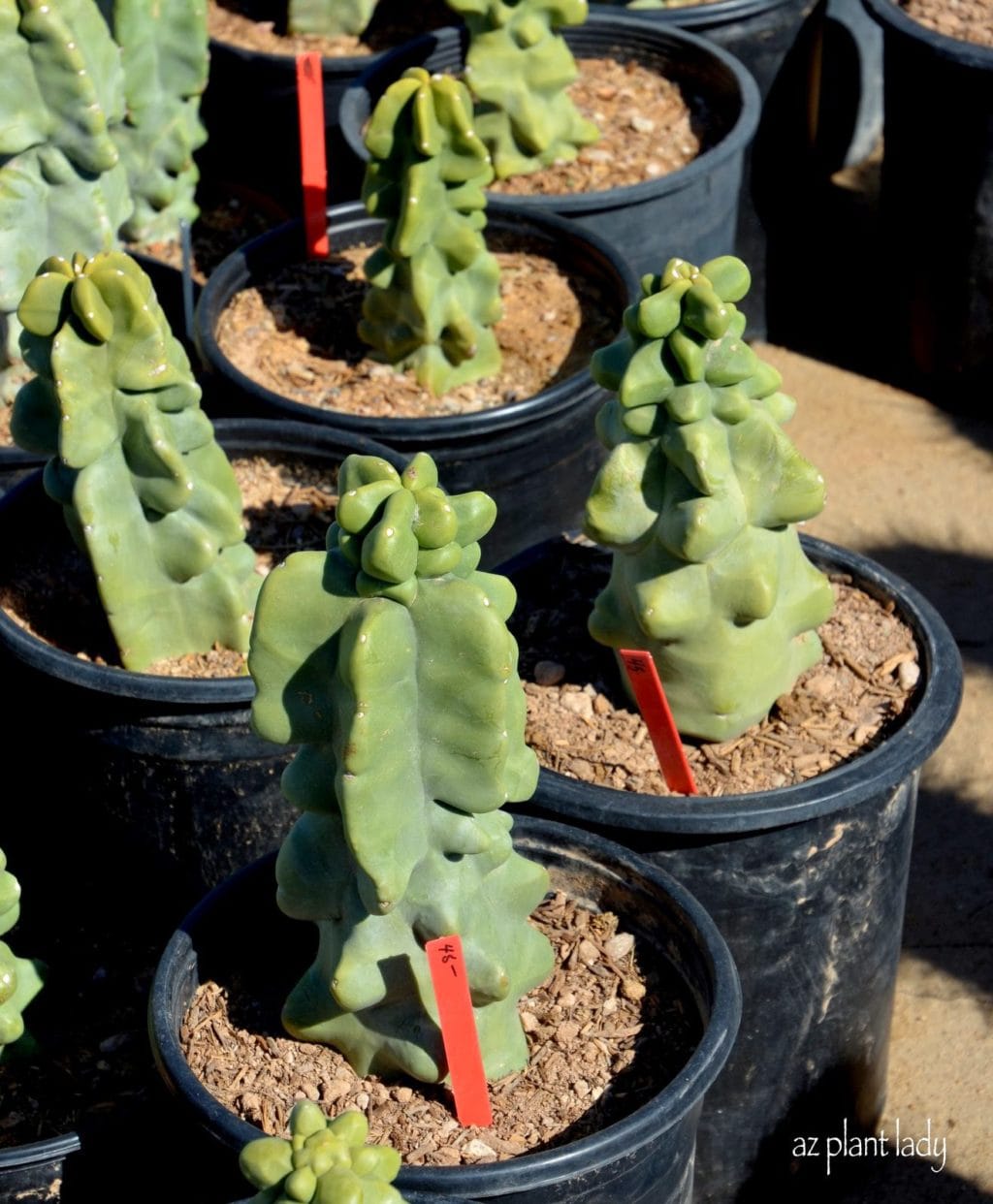 The price for a 1 ft. high Totem Pole cactus was $48.