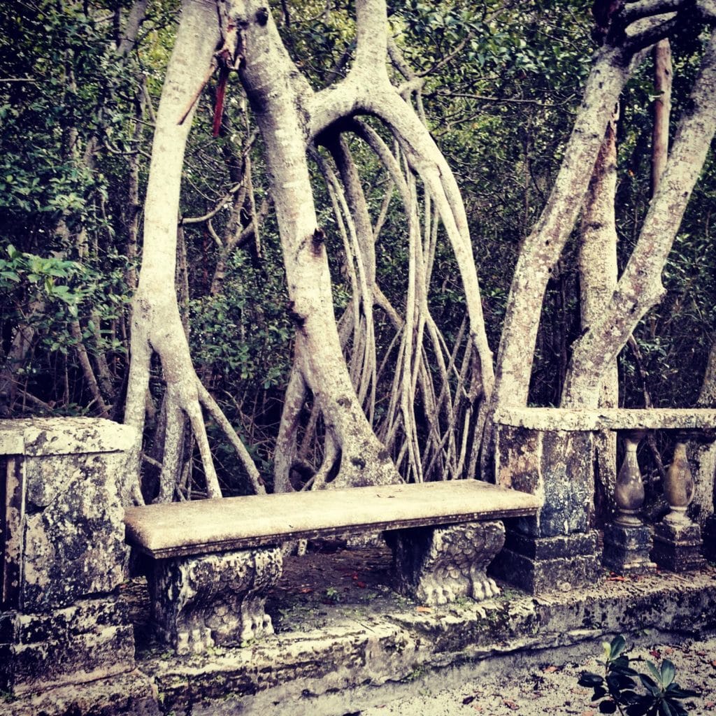 mangrove forest