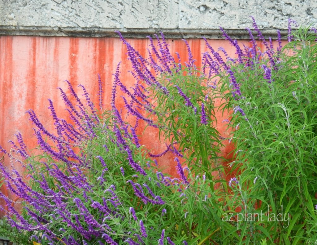 Mexican Bush Sage (Salvia leucantha)