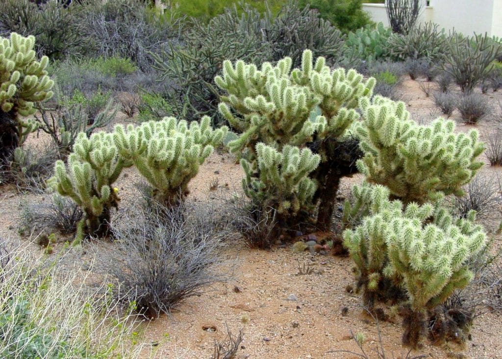 Teddy Bear Cholla (Opuntia bigelovii)