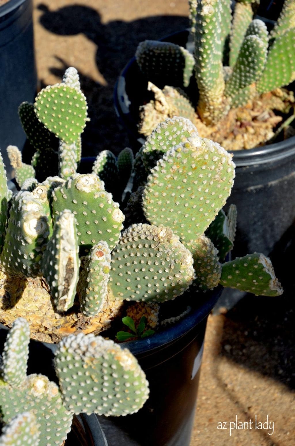 Polka Dot Prickly Pear (Opuntia microdasys 'Albispina')