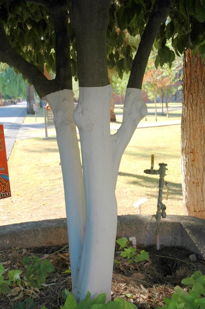 Citrus Trees Need Sunscreen painted base