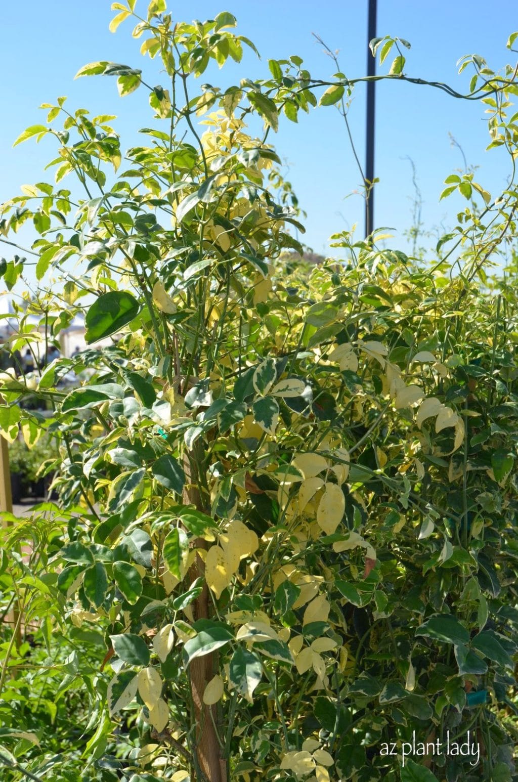 Variegated Pink Bower Vine (Pandorea jasminoides 'Variegata')